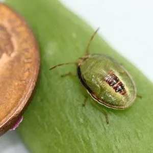 thumbnail for publication: Redbanded Stink Bug, Red-Banded Stink Bug, Smaller Green Stink Bug (suggested common names) Piezodorus guildinii (Westwood) (Insecta: Hemiptera: Pentatomidae)